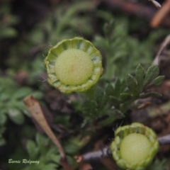 Leptinella filicula (Mountain Cotula) at Undefined Area - 23 Feb 2023 by BarrieR