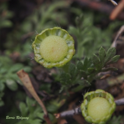 Leptinella filicula (Mountain Cotula) at Namadgi National Park - 23 Feb 2023 by BarrieR