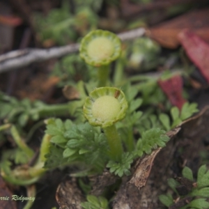 Leptinella filicula at Undefined Area - 23 Feb 2023