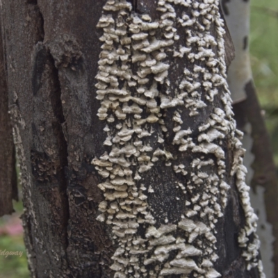 Stereum hirsutum (Hairy Curtain Crust) at Undefined Area - 22 Feb 2023 by BarrieR