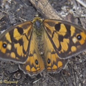 Heteronympha penelope at Undefined Area - 23 Feb 2023