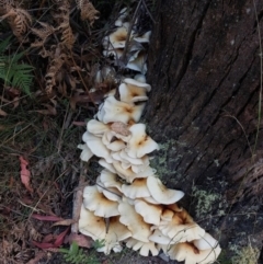 Omphalotus nidiformis (Ghost Fungus) at Paddys River, ACT - 23 Feb 2023 by Numbat