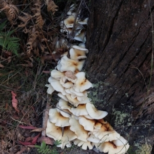 Omphalotus nidiformis at Paddys River, ACT - 24 Feb 2023 09:34 AM