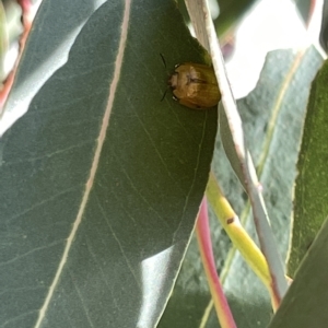 Paropsisterna cloelia at Ainslie, ACT - 24 Feb 2023 05:38 PM