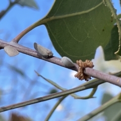 Anzora unicolor (Grey Planthopper) at Ainslie, ACT - 24 Feb 2023 by Hejor1