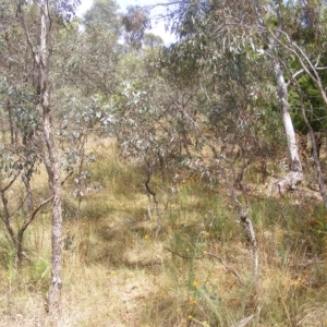 Rutidosis leptorhynchoides at Red Hill, ACT - 21 Feb 2023