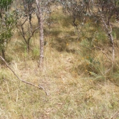 Rutidosis leptorhynchoides at Red Hill, ACT - 21 Feb 2023