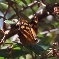 Heteronympha banksii (Banks' Brown) at Gibraltar Pines - 20 Feb 2023 by owenh