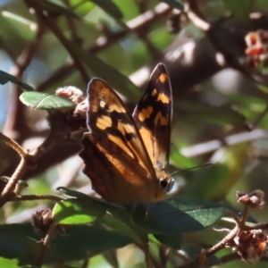 Heteronympha banksii at Paddys River, ACT - suppressed