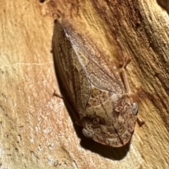 Stenocotis depressa (Leafhopper) at Ainslie, ACT - 15 Feb 2023 by Pirom