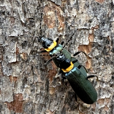 Chauliognathus lugubris (Plague Soldier Beetle) at Corroboree Park - 18 Feb 2023 by Pirom