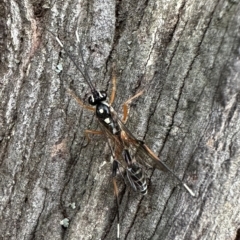 Stenarella victoriae (An ichneumon parasitic wasp) at Ainslie, ACT - 18 Feb 2023 by Pirom