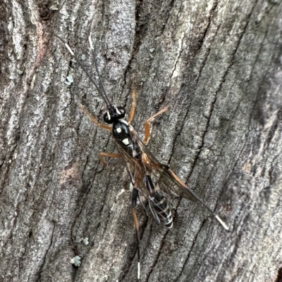 Stenarella victoriae (An ichneumon parasitic wasp) at Corroboree Park - 18 Feb 2023 by Pirom