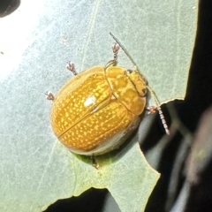 Paropsisterna cloelia (Eucalyptus variegated beetle) at Ainslie, ACT - 15 Feb 2023 by Pirom