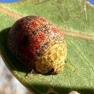 Paropsis obsoleta at Pialligo, ACT - 16 Feb 2023