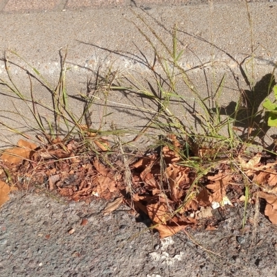 Eragrostis parviflora (Weeping Love Grass) at Greenway, ACT - 24 Feb 2023 by michaelb