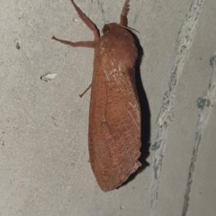 Elhamma australasiae (A Swift or Ghost moth (Hepialidae)) at Dickson Wetland Corridor - 24 Feb 2023 by LD12