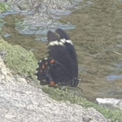 Papilio aegeus (Orchard Swallowtail, Large Citrus Butterfly) at Umbagong District Park - 24 Feb 2023 by LD12