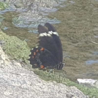 Papilio aegeus (Orchard Swallowtail, Large Citrus Butterfly) at Umbagong District Park - 24 Feb 2023 by LD12