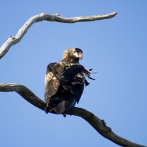 Aquila audax at Cook, ACT - 24 Feb 2023 06:32 PM