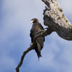 Aquila audax at Cook, ACT - 24 Feb 2023 06:32 PM