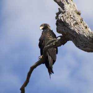 Aquila audax at Cook, ACT - 24 Feb 2023 06:32 PM