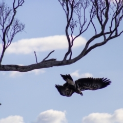 Aquila audax at Cook, ACT - 24 Feb 2023 06:32 PM