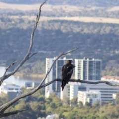 Aquila audax at Cook, ACT - 24 Feb 2023 06:32 PM