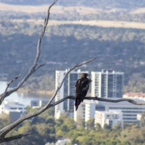 Aquila audax at Cook, ACT - 24 Feb 2023 06:32 PM