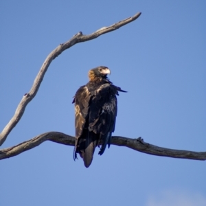 Aquila audax at Cook, ACT - 24 Feb 2023 06:32 PM