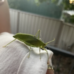 Caedicia simplex (Common Garden Katydid) at Holt, ACT - 23 Feb 2023 by JimL