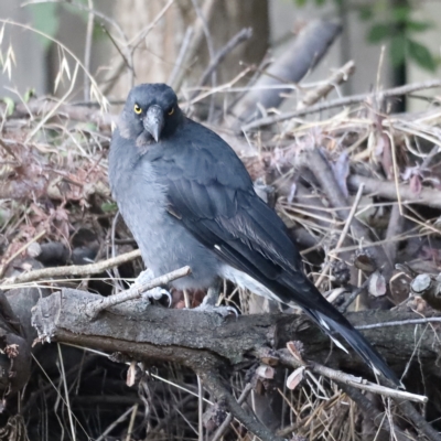 Strepera graculina (Pied Currawong) at Holt, ACT - 24 Feb 2023 by JimL