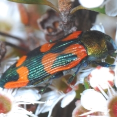 Castiarina delectabilis (A jewel beetle) at Tinderry, NSW - 23 Feb 2023 by Harrisi