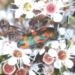 Castiarina delectabilis at Tinderry, NSW - 23 Feb 2023