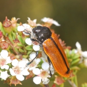 Castiarina rufipennis at Tinderry, NSW - 23 Feb 2023