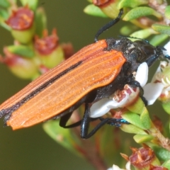 Castiarina nasuta (A jewel beetle) at Tinderry, NSW - 23 Feb 2023 by Harrisi