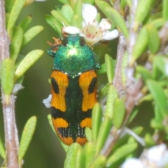 Castiarina scalaris (Scalaris jewel beetle) at Tinderry, NSW - 23 Feb 2023 by Harrisi