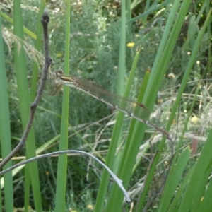 Austrolestes analis at Belconnen, ACT - 17 Feb 2023