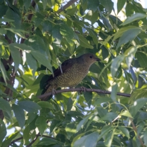 Ptilonorhynchus violaceus at Jerrabomberra, NSW - 24 Feb 2023