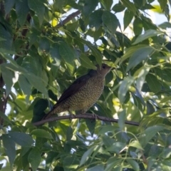 Ptilonorhynchus violaceus at Jerrabomberra, NSW - 24 Feb 2023