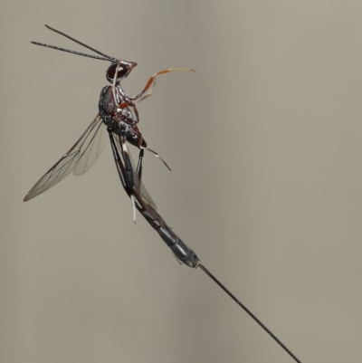 Gasteruptiidae (Family) (Carrot Wasps) at Wellington Point, QLD - 21 Feb 2023 by TimL