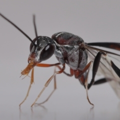 Gasteruptiidae (Family) (Carrot Wasps) at Wellington Point, QLD - 21 Feb 2023 by TimL