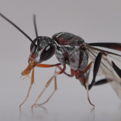 Gasteruptiidae (Family) (Carrot Wasps) at Wellington Point, QLD - 21 Feb 2023 by TimL