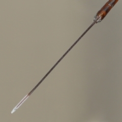 Gasteruptiidae (Family) at suppressed - suppressed