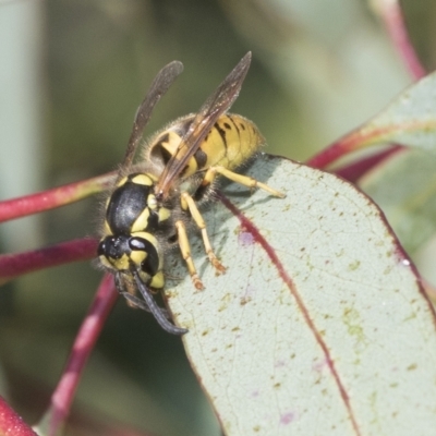 Vespula germanica (European wasp) at Weetangera, ACT - 24 Feb 2023 by AlisonMilton