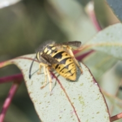 Vespula germanica at Weetangera, ACT - 24 Feb 2023