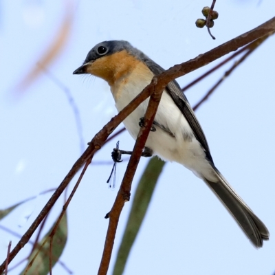 Myiagra rubecula (Leaden Flycatcher) at Weetangera, ACT - 23 Feb 2023 by AlisonMilton