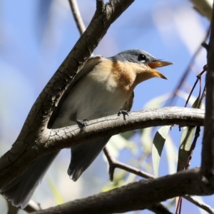 Myiagra rubecula at Weetangera, ACT - 24 Feb 2023