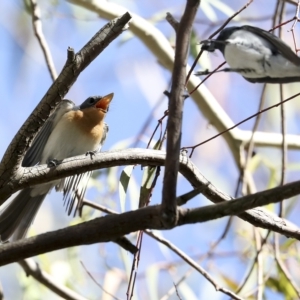 Myiagra rubecula at Weetangera, ACT - 24 Feb 2023