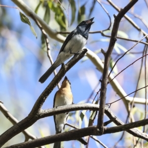 Myiagra rubecula at Weetangera, ACT - 24 Feb 2023